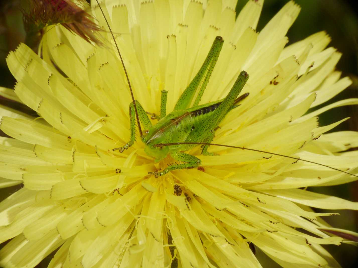 Tettigonia su papavero